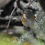 Robin à flancs roux