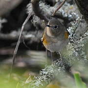 Red-flanked Bluetail