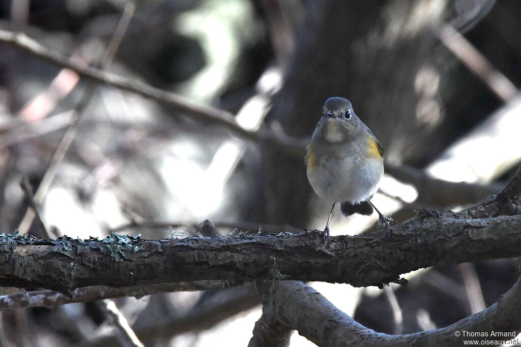 Red-flanked Bluetail