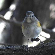 Robin à flancs roux