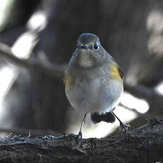 Robin à flancs roux