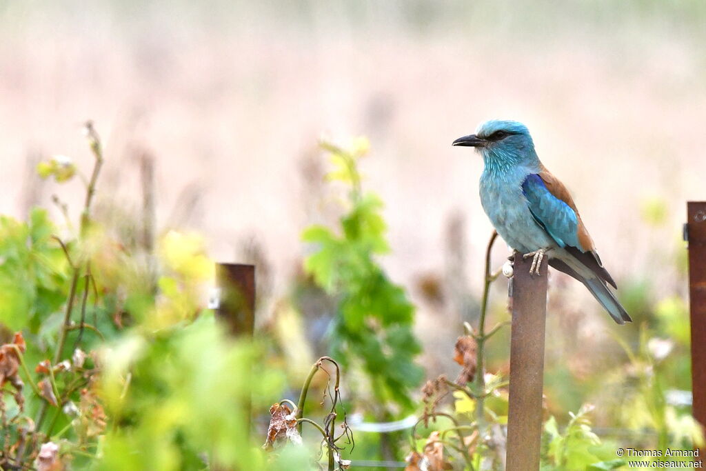 European Roller