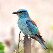 European Roller