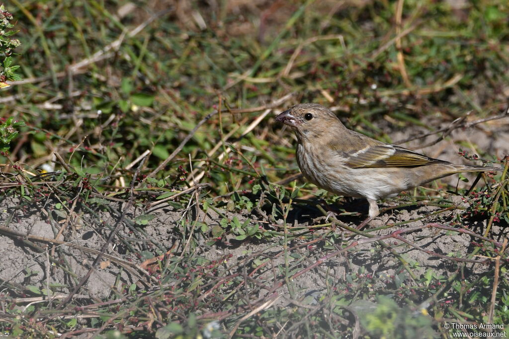 Common Rosefinch