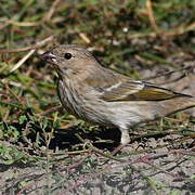 Common Rosefinch