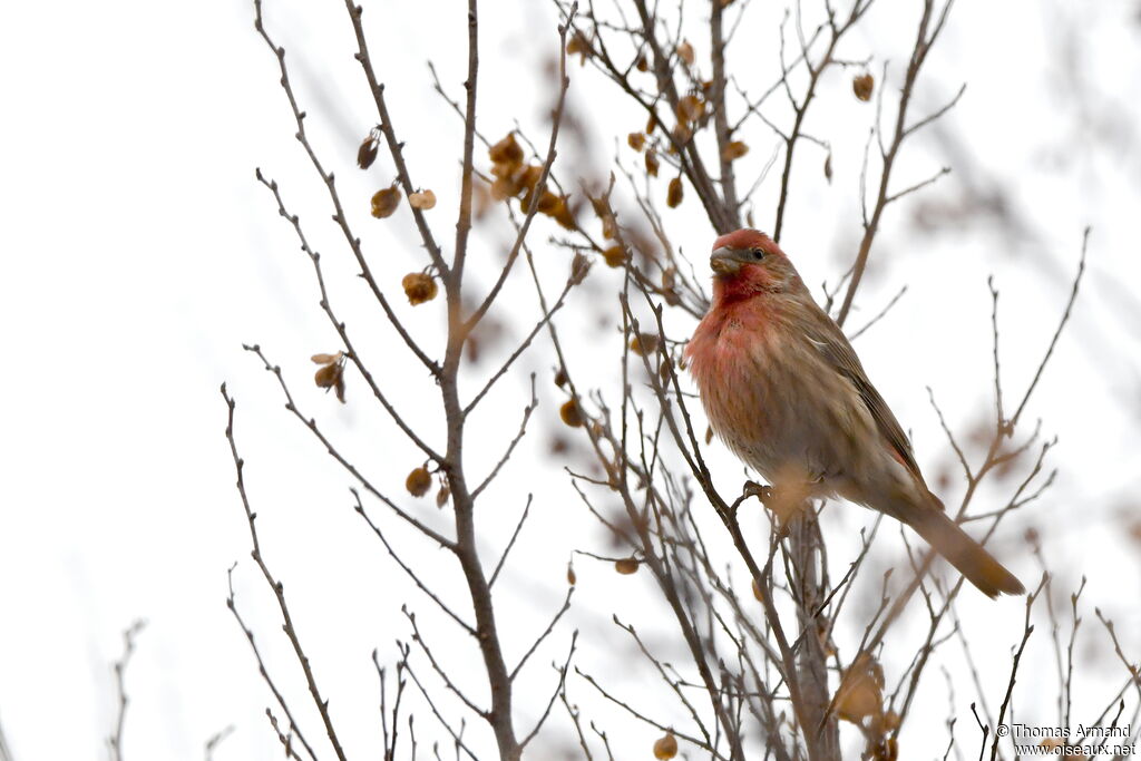 House Finch