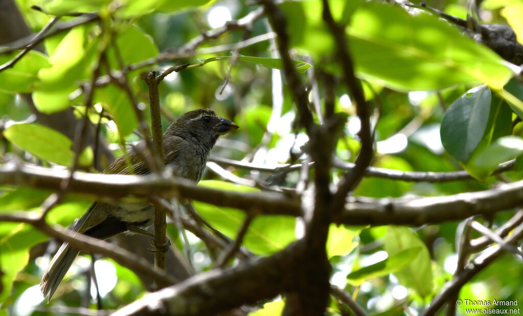 Lesser Antillean Saltator