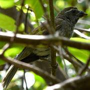 Lesser Antillean Saltator