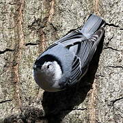 White-breasted Nuthatch