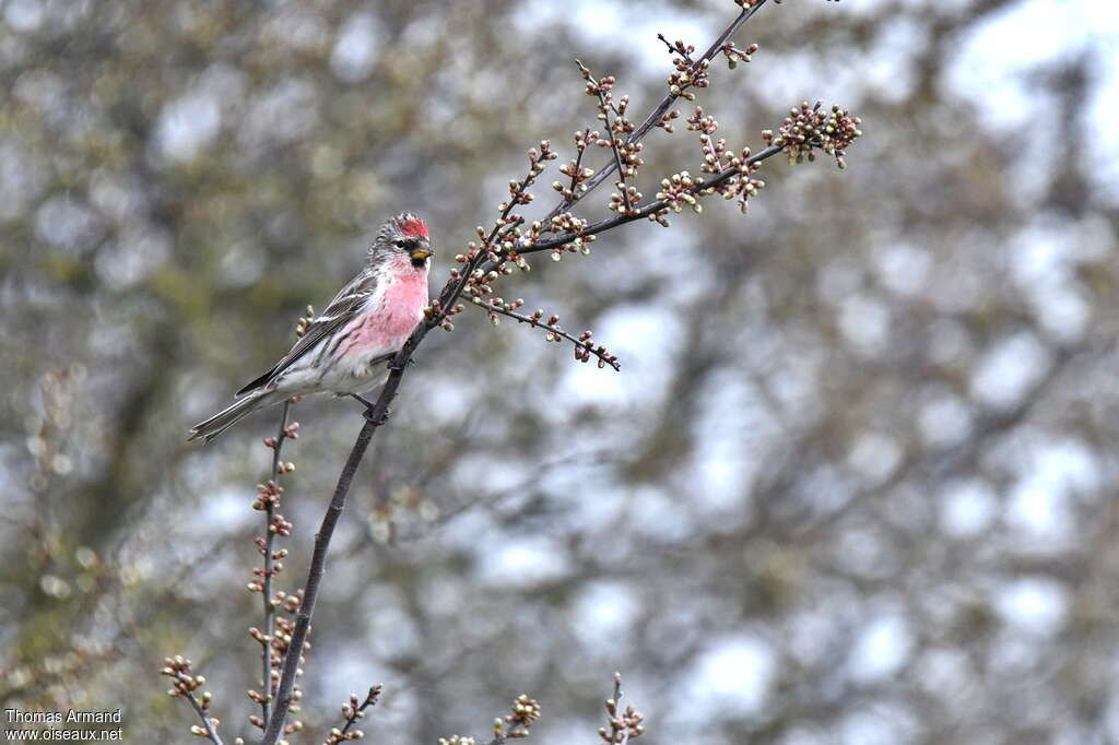 Common Redpoll male adult breeding, pigmentation