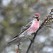 Common Redpoll