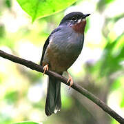 Rufous-throated Solitaire