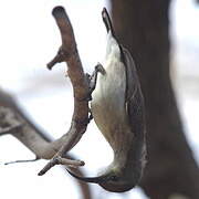 White-bellied Sunbird