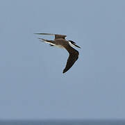 Bridled Tern