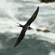 Bridled Tern