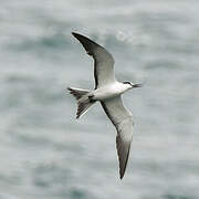 Sooty Tern