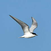 Gull-billed Tern