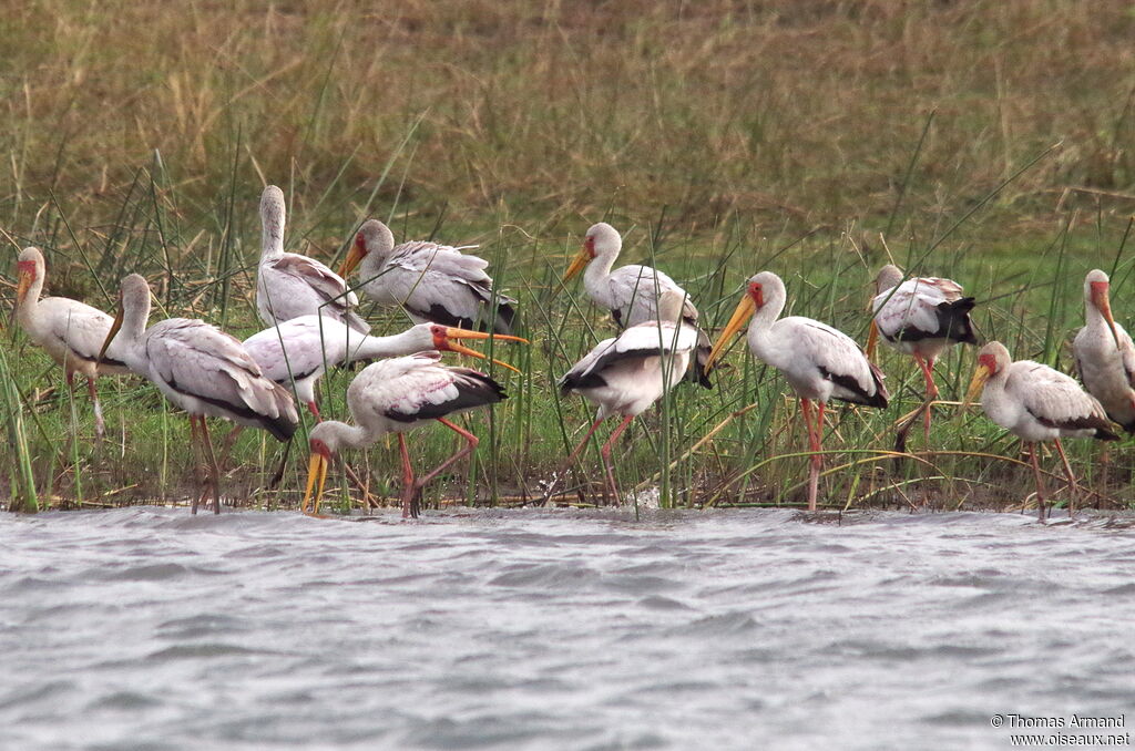 Yellow-billed Stork