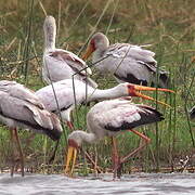 Yellow-billed Stork