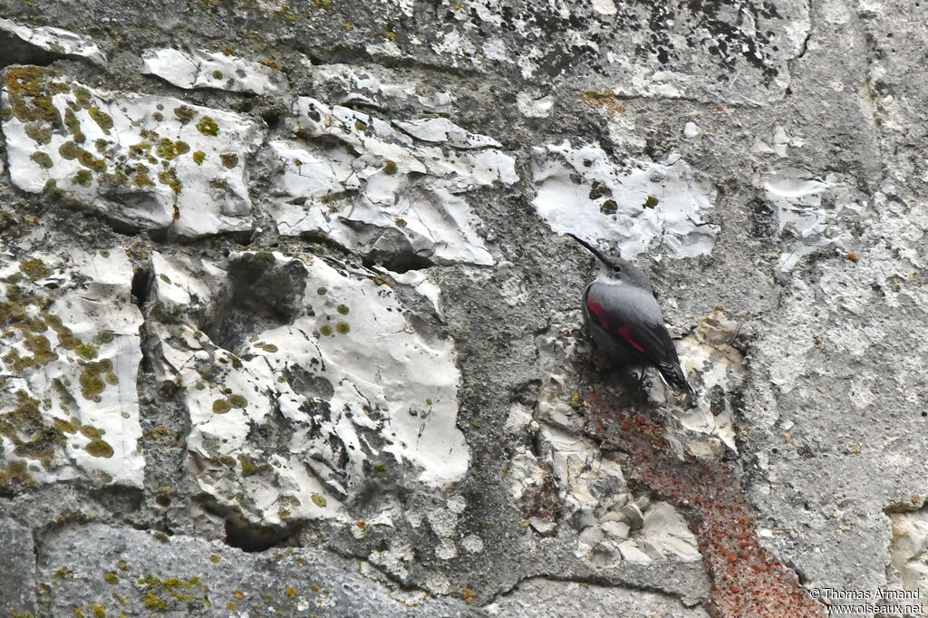 Wallcreeper