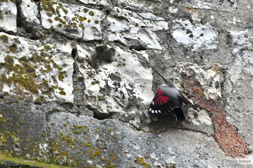 Wallcreeper