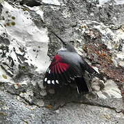 Wallcreeper