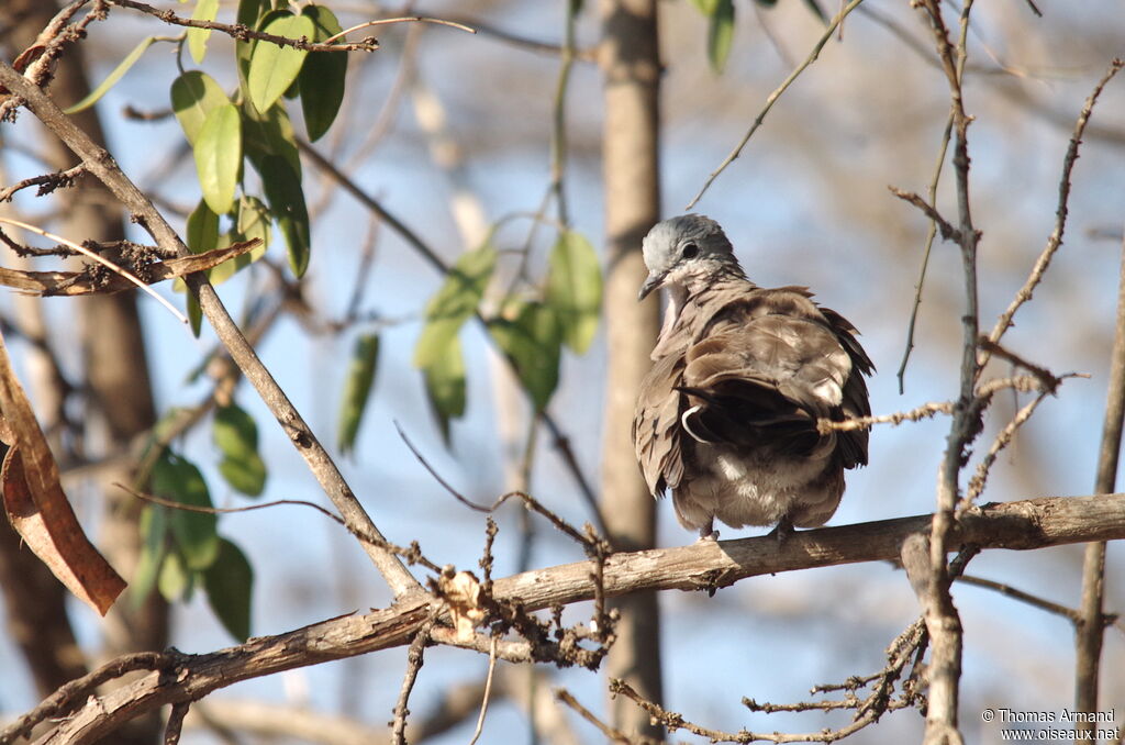 Emerald-spotted Wood Doveadult