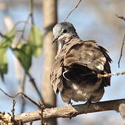 Emerald-spotted Wood Dove