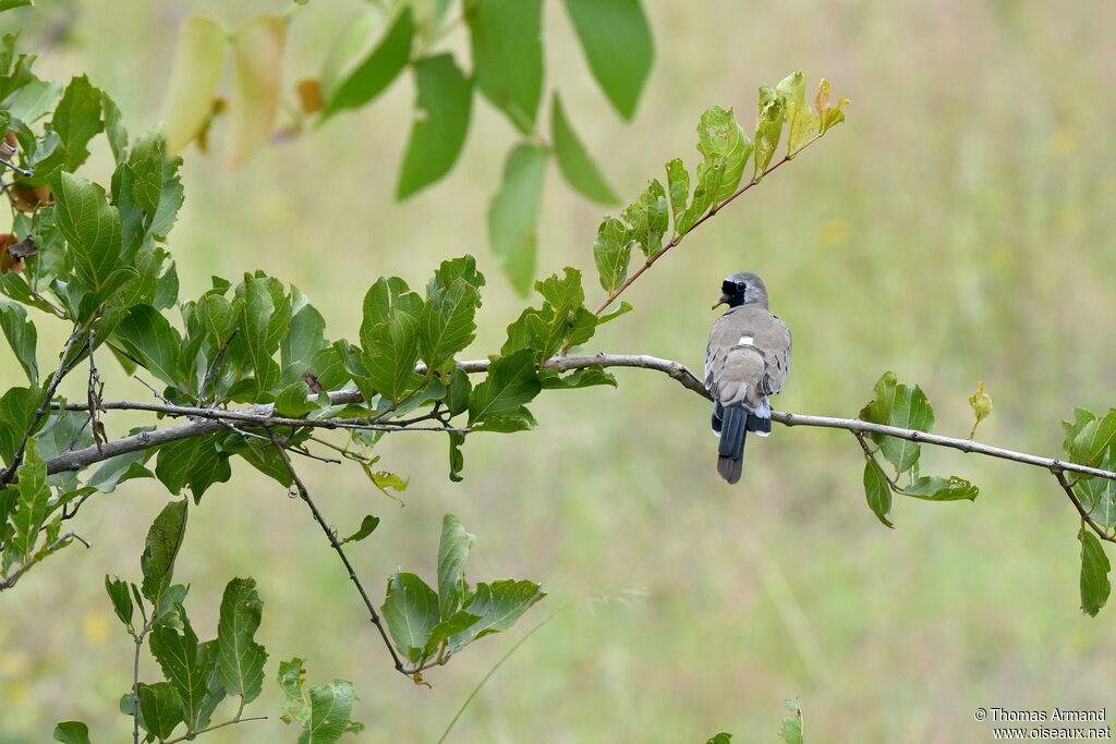 Namaqua Dove