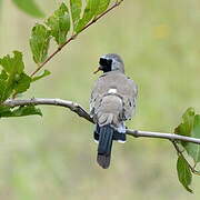 Namaqua Dove