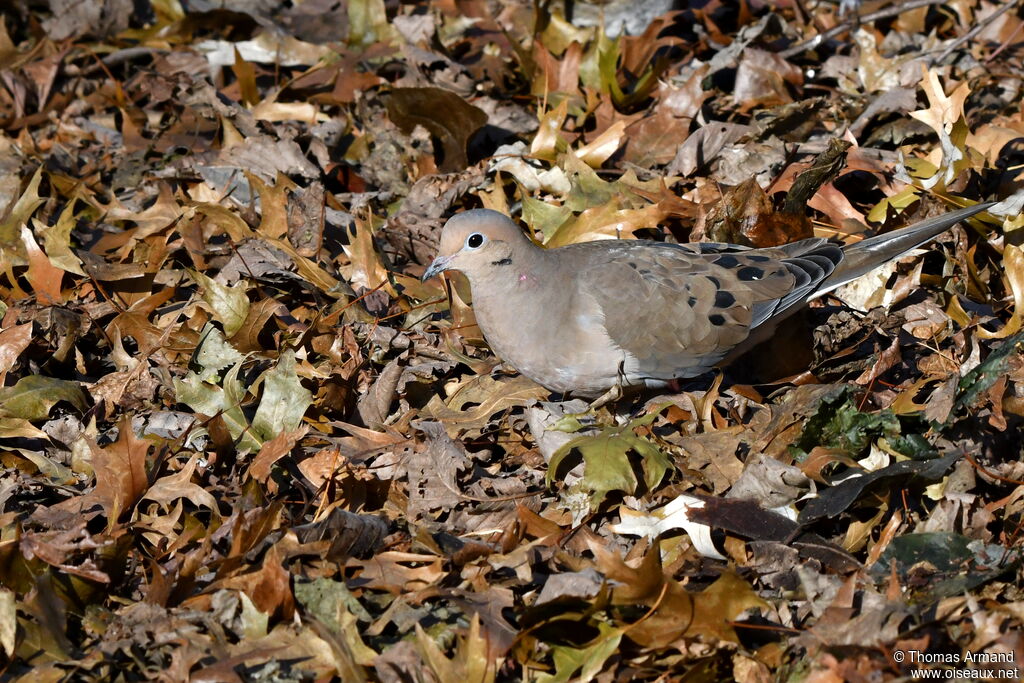 Mourning Dove