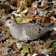 Mourning Dove