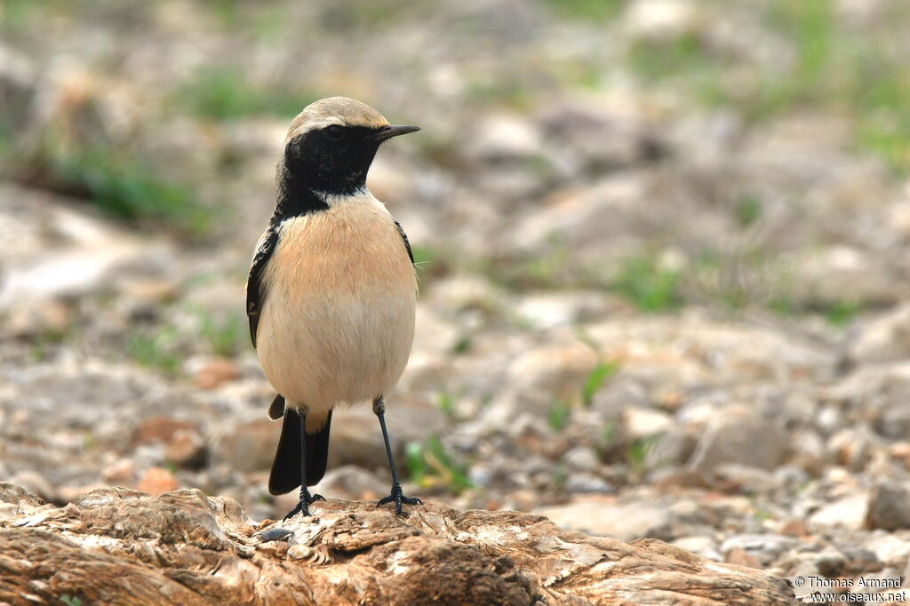 Desert Wheatear