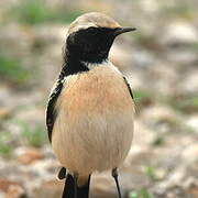 Desert Wheatear