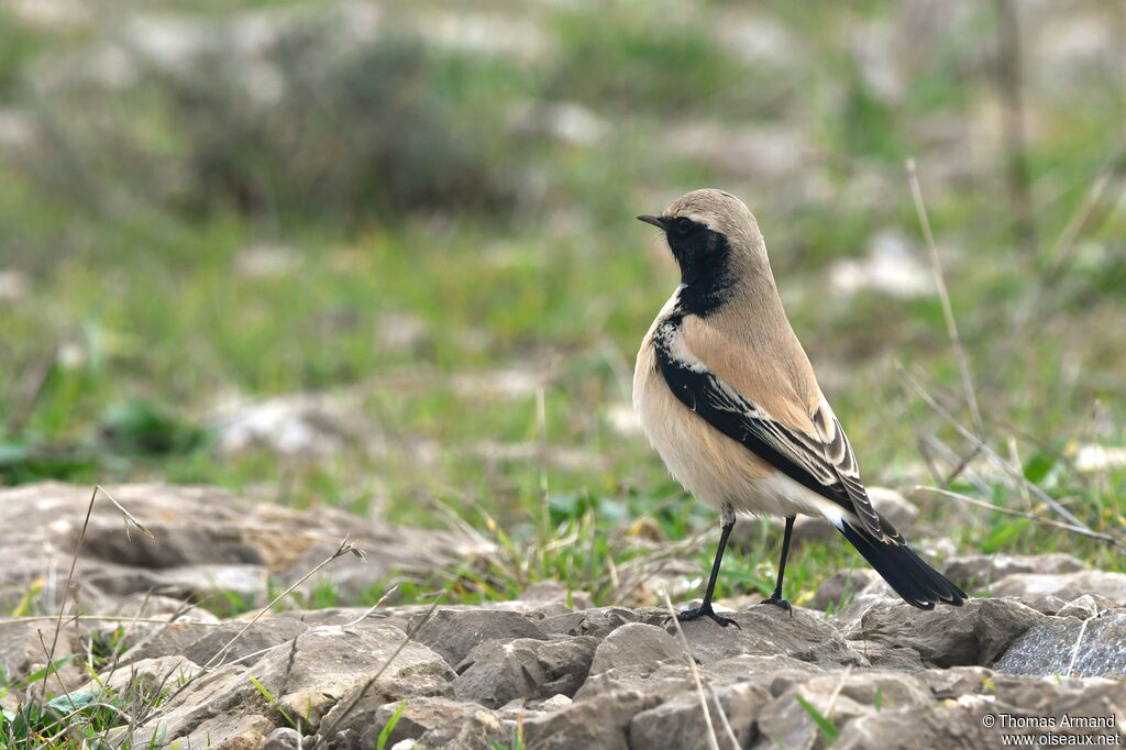 Desert Wheatear