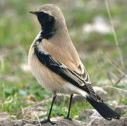 Desert Wheatear