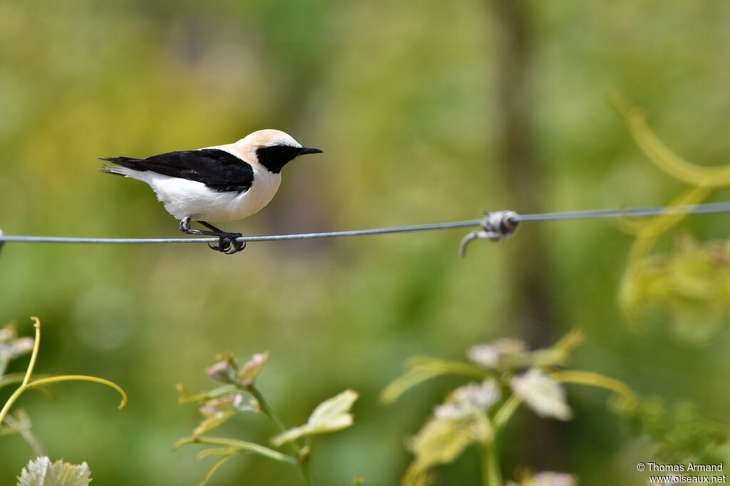 Western Black-eared Wheatear male adult breeding