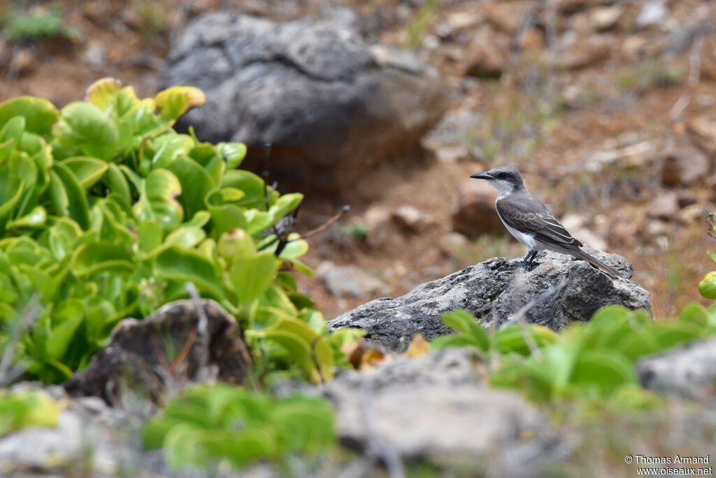 Grey Kingbird