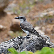 Grey Kingbird