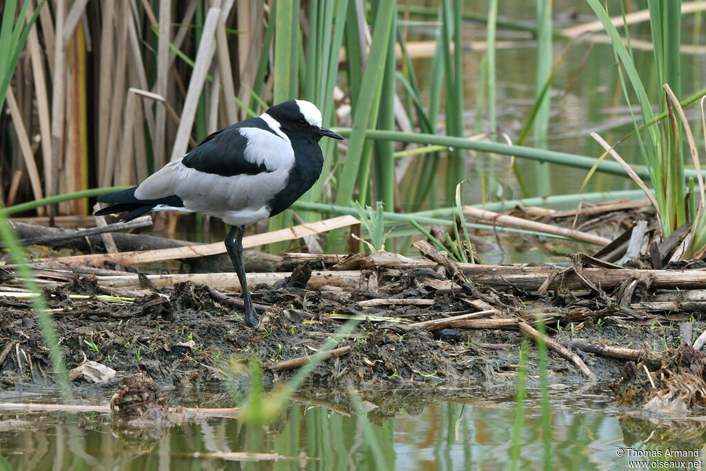 Blacksmith Lapwing