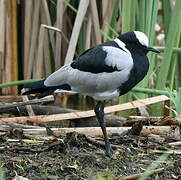 Blacksmith Lapwing