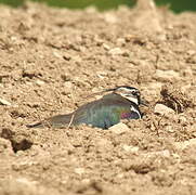 Northern Lapwing