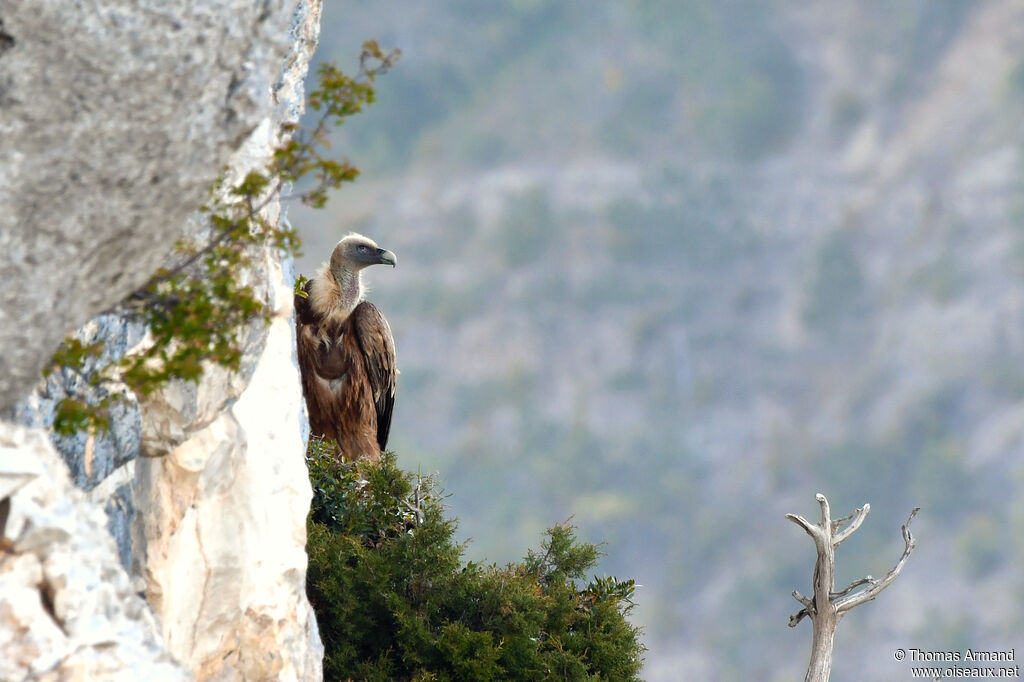 Griffon Vulture