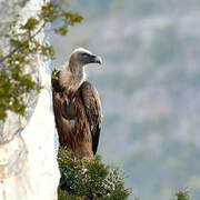 Griffon Vulture