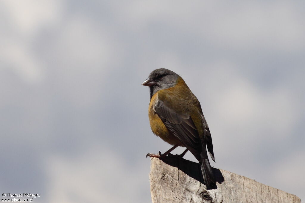 Grey-hooded Sierra Finch