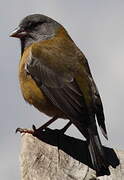 Grey-hooded Sierra Finch