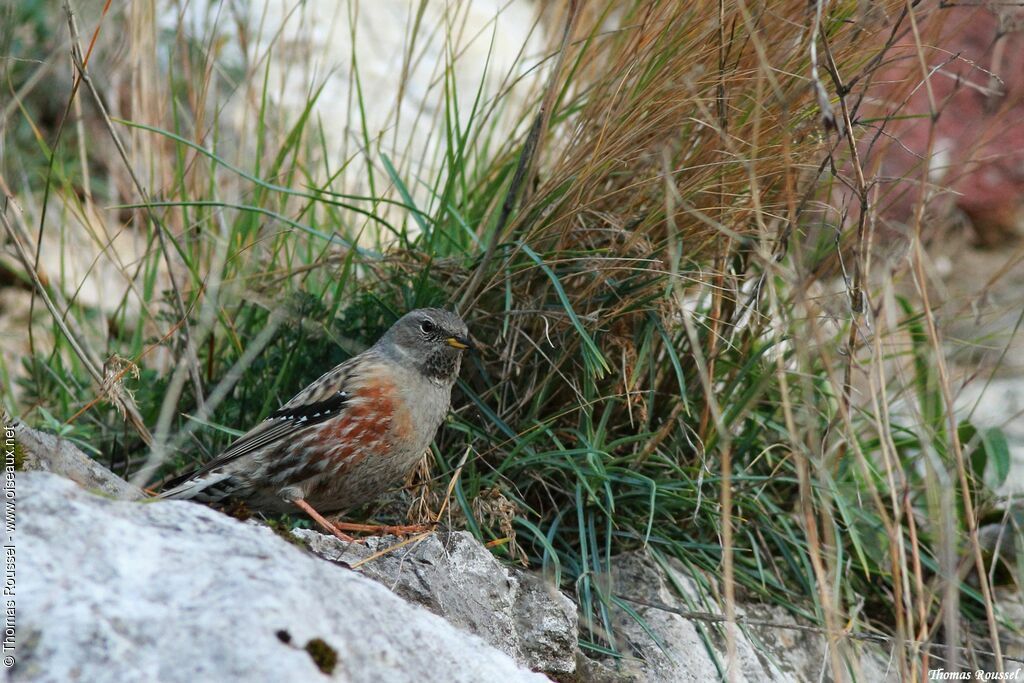 Accenteur alpinadulte, identification