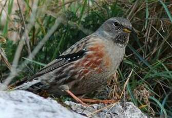 Accenteur alpin