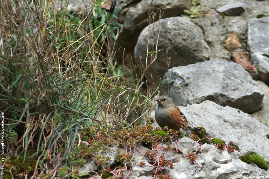 Accenteur alpin