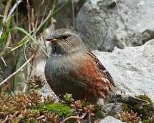 Alpine Accentor